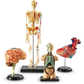 Set machete - Anatomie (4 piese)