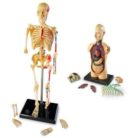 Set machete - Anatomie (4 piese)
