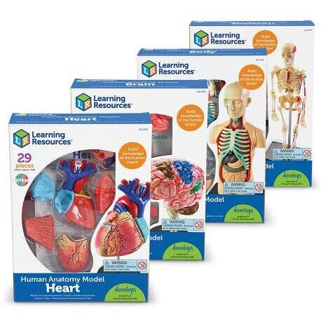 Set machete - Anatomie (4 piese)