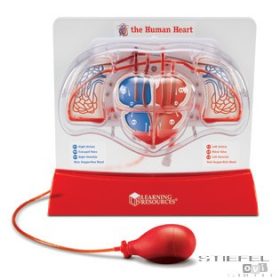 Model de inimă - Pomparea sangelui