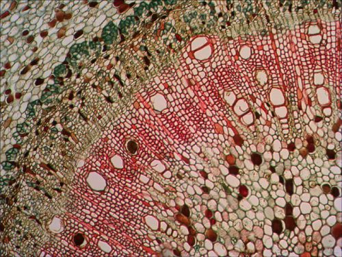 Levenhuk N18 NG set pregătit de diapozitive 