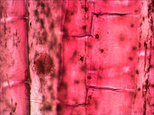 Levenhuk N10 NG set pregătit de diapozitive 