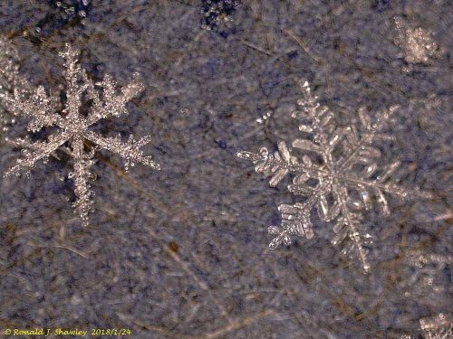 Levenhuk DTX 500 LCD  microscop digital