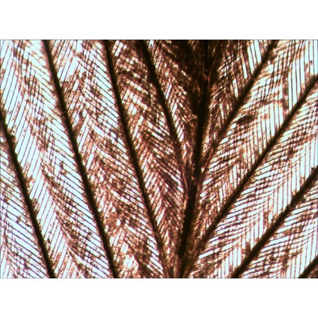 Set preparate Levenhuk N80 NG "See it all"