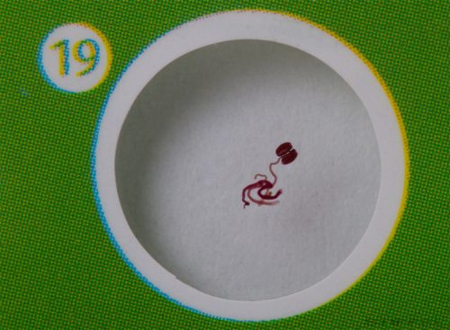 Levenhuk LabZZ P12 Plante - set de diapozitive pregătite