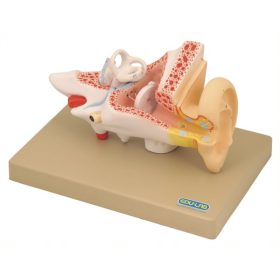   Model: Ureche (umană) de 2 ori mărime naturală - 3 părți