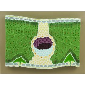 Model, tulpină Dicot T.S. 