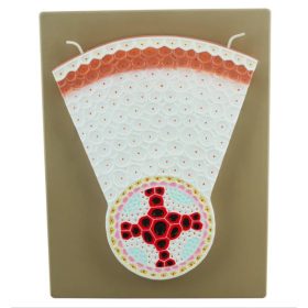 Model, rădăcină Dicot T.S. 