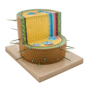   Model – tulpină lemnoasă dicotiledonată (secțiune transversală)