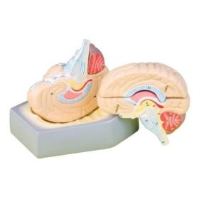 Model, creier, mărime naturală pe bază - 4 părți