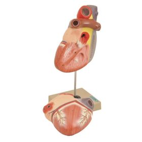 Model, inimă de 3 ori mărimea naturală - 2 părți