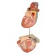 Model, inimă de 3 ori mărimea naturală - 2 părți