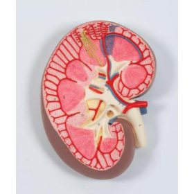 Model anatomic rinichi uman (3x mărime naturală)