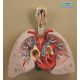 Model, inimă cu plămâni și laringe