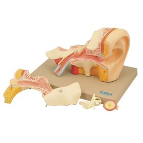 Model ureche umană mărită 4x – 5 piese