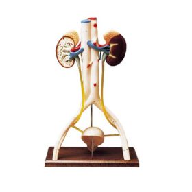 Model, sistem urinar, 3D 