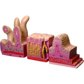 Model, canal digestiv 