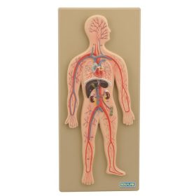 Model, sistem circulator (uman)