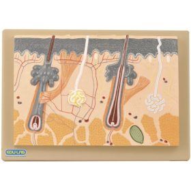 Model, secțiune piele 