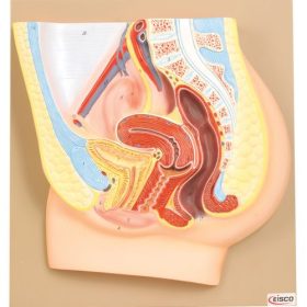 Model, secțiune pelvis feminin 