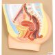 Model, secțiune pelvis feminin 