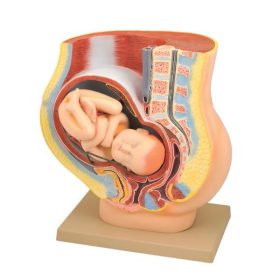 Model, pelvis cu bebeluș 