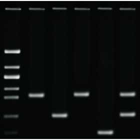 Kit de activități Edvotek - Amprentarea ADN prin PCR
