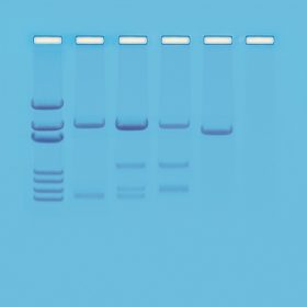   Kit de activități Edvotek - Simulare testare paternitate ADN