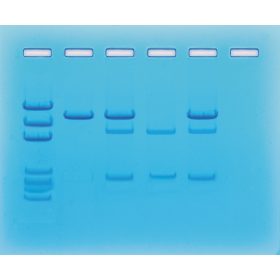 Kit de activitate Edvotek - Detectarea genelor de cancer