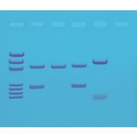   Kit de activități Edvotek - Amprentarea ADN prin amplificare PCR