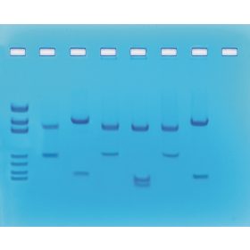   Kit de activități Edvotek - Amprentarea ADN cu ajutorul enzimelor de restricție