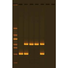   Kit de activitate Edvotek - Tipizarea ADN-ului uman Alu utilizând PCR