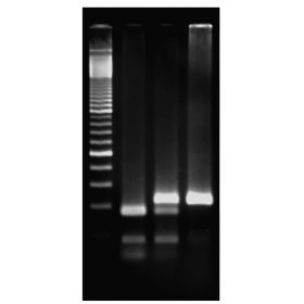   Kit de activități Edvotek - Explorarea geneticii gustului: Analiza SNP a genei PTC utilizând PCR