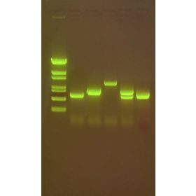   Kit de activități Edvotek - Testarea calității apei III: Testarea Multiplex PCR a contaminanților din apă